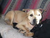 He was initially deemed vicious and unadoptable