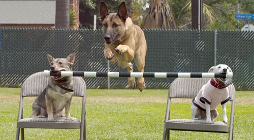 Dog Training